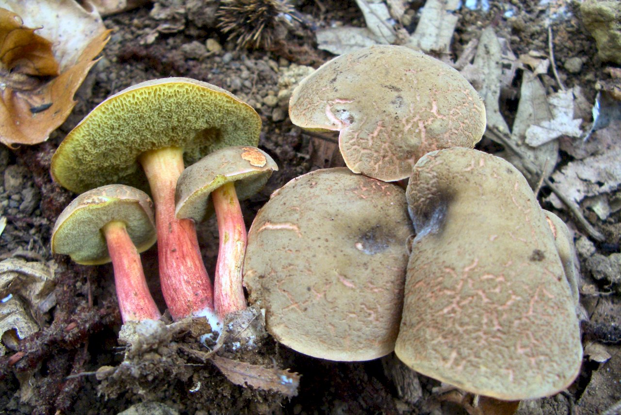 Xerocomus sp